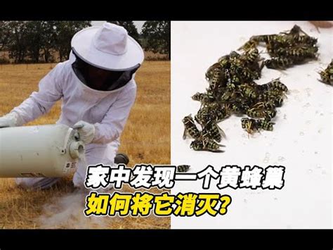 黑蜂巢風水|家裡有蜂窩風水不可不看攻略! 獨家資料! (2024年更新)